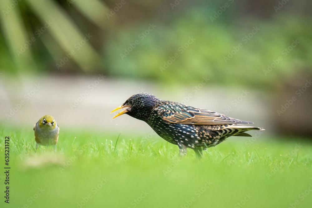 Closeup of a Starling bird on a lawn with a blurred out background in a garden competing with a waxeye for food