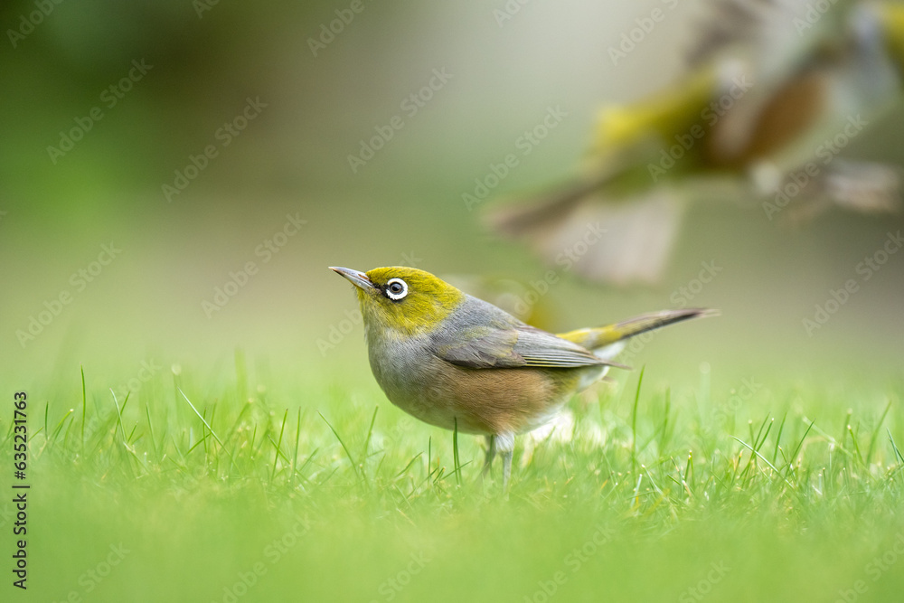 Closeup of a waxeye also known as a silvereye bird on a lawn with a blurred out background