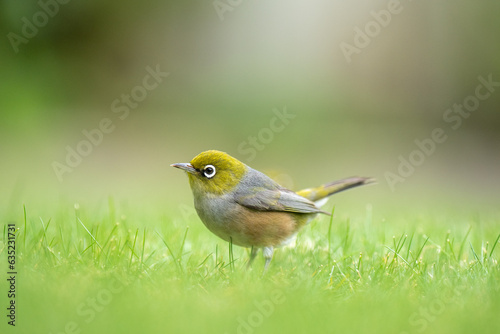 Obraz na płótnie Closeup of a waxeye also known as a silvereye bird on a lawn with a blurred out background w salonie