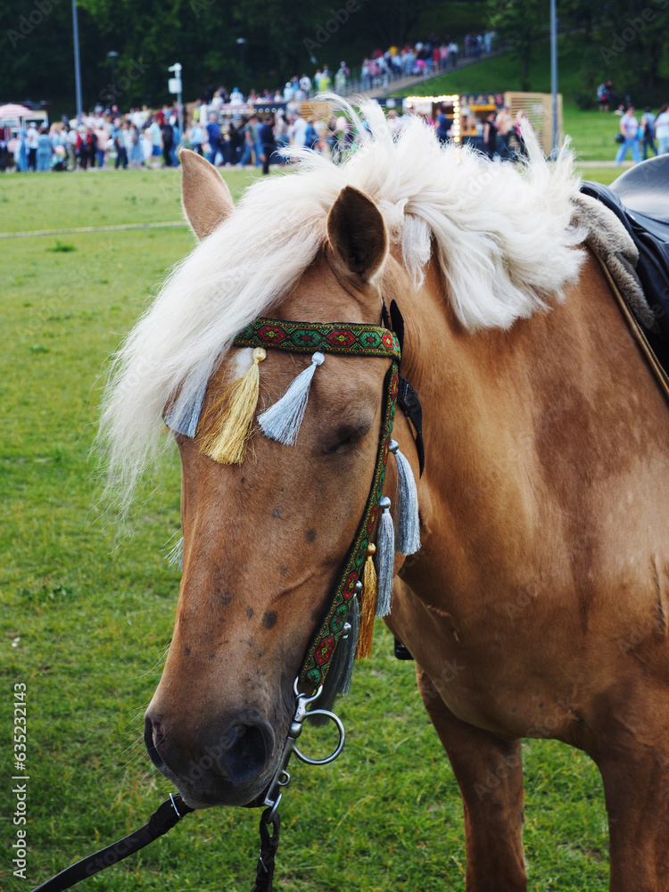 Close-up of horse head in the bridle