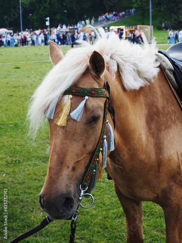 Obraz na płótnie Close-up of horse head in the bridle w salonie