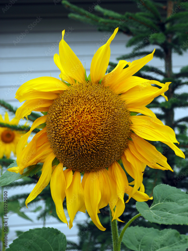 Beautiful, yellow sunflower flowers, close-up on a blurry background. The colors of nature, delicate pastel colors.