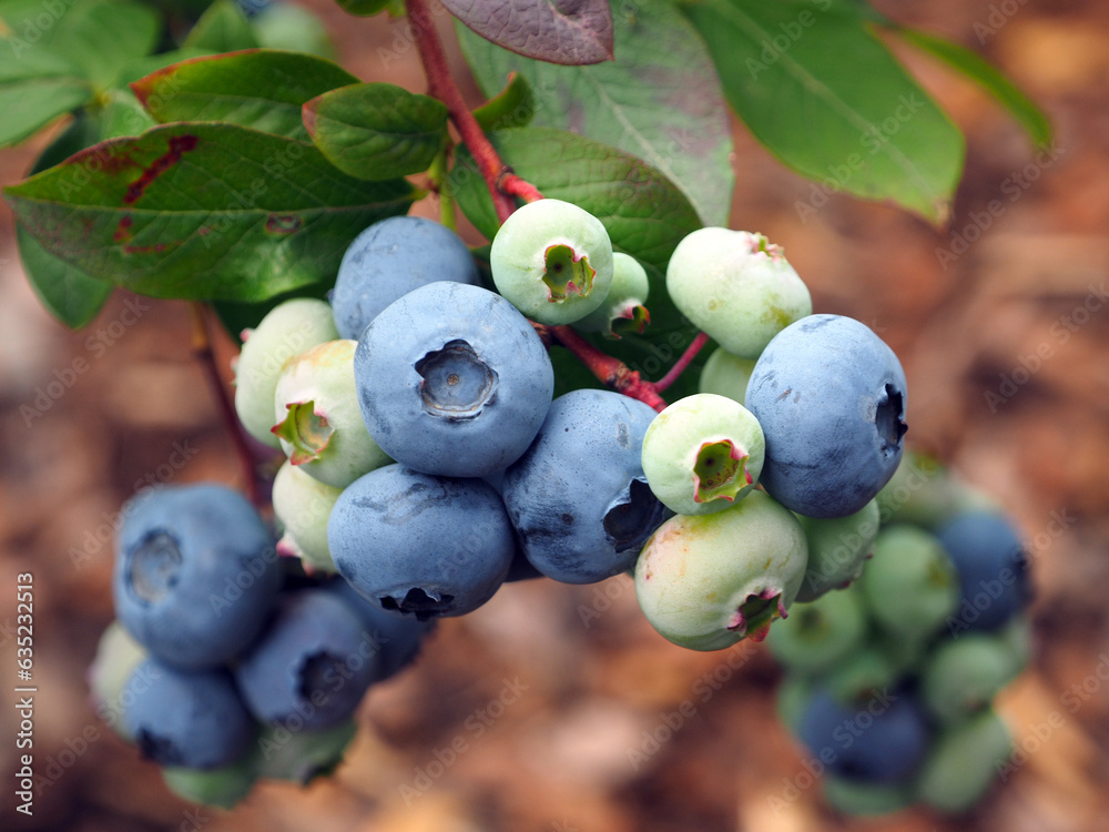 Garden blueberries, ripe berries hanging on a branch among green foliage, on a blurry background, on a sunny summer day. Ripe blueberries, fruits full of vitamins, healthy food.