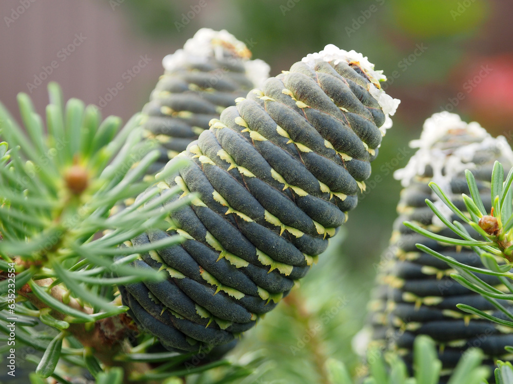 Korean fir, large green cones on a branch, close-up. The concept of the diversity of nature.