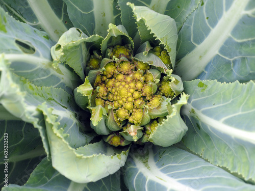 Cauliflower, a head of green leaves growing on a bed, close-up. Natural products, the concept of healthy nutrition.
