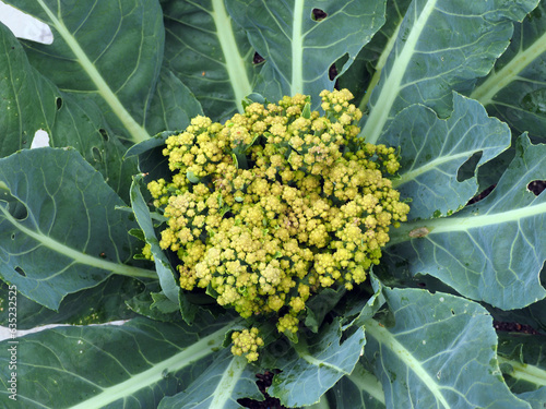 Obraz na płótnie Cauliflower, a head of green leaves growing on a bed, close-up. Natural products, the concept of healthy nutrition. w salonie