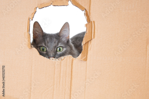 Pretty gray cat peeps through torn cardboard background