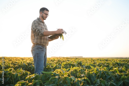 Farmer in soybean fields. Growth  outdoor.