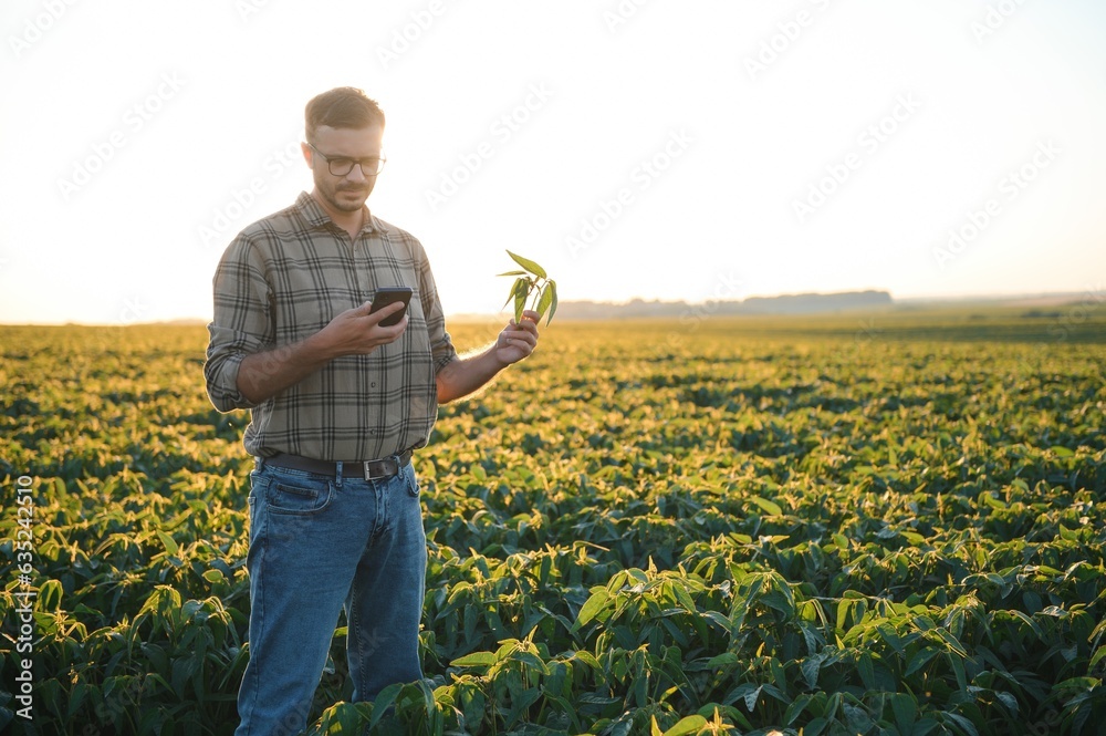 Farmer in soybean fields. Growth, outdoor.