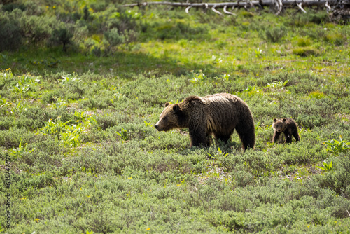 Foto mother bear with cubs