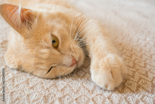 Red cat sleeps on a duvan in the sun's rays of light. the concept of a cozy home and vacation, a cute ginger or ginger kitten. photo