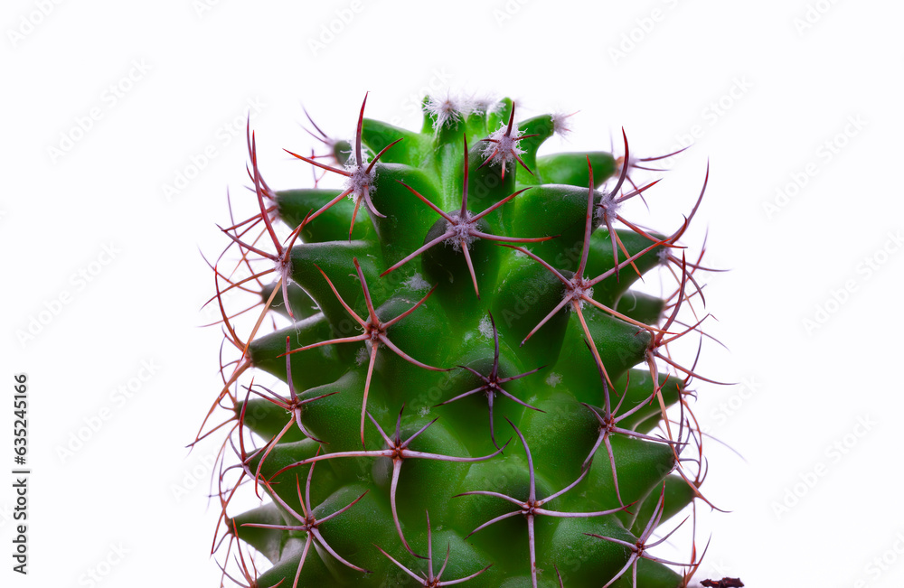 Close-up Cactus Isolated On White Close-up Cactus Isolated On White
