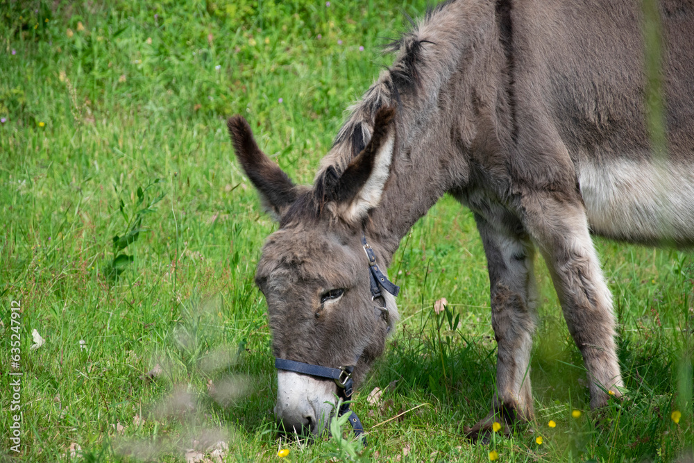 donkey in the meadow