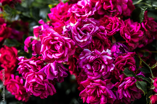 Obraz na płótnie Pinke Rosen w salonie