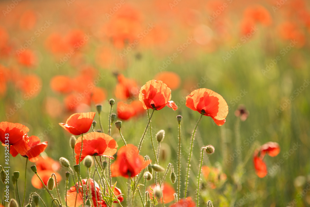 Fototapeta premium many blooming red poppy in field at sunset