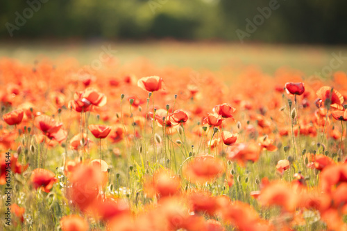 many blooming red poppy in field at sunset