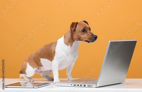 dog and laptop isolated on yellow background © serhii