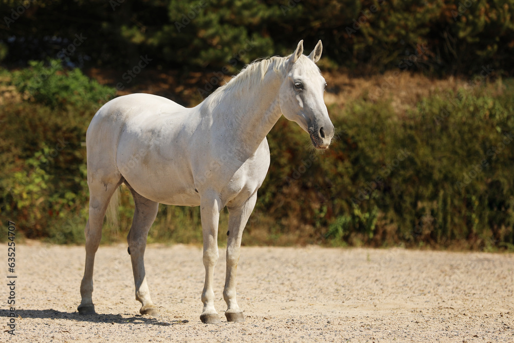 Lippezzaner mare. Purebred white mare on farm sand paddock. Summer hot day