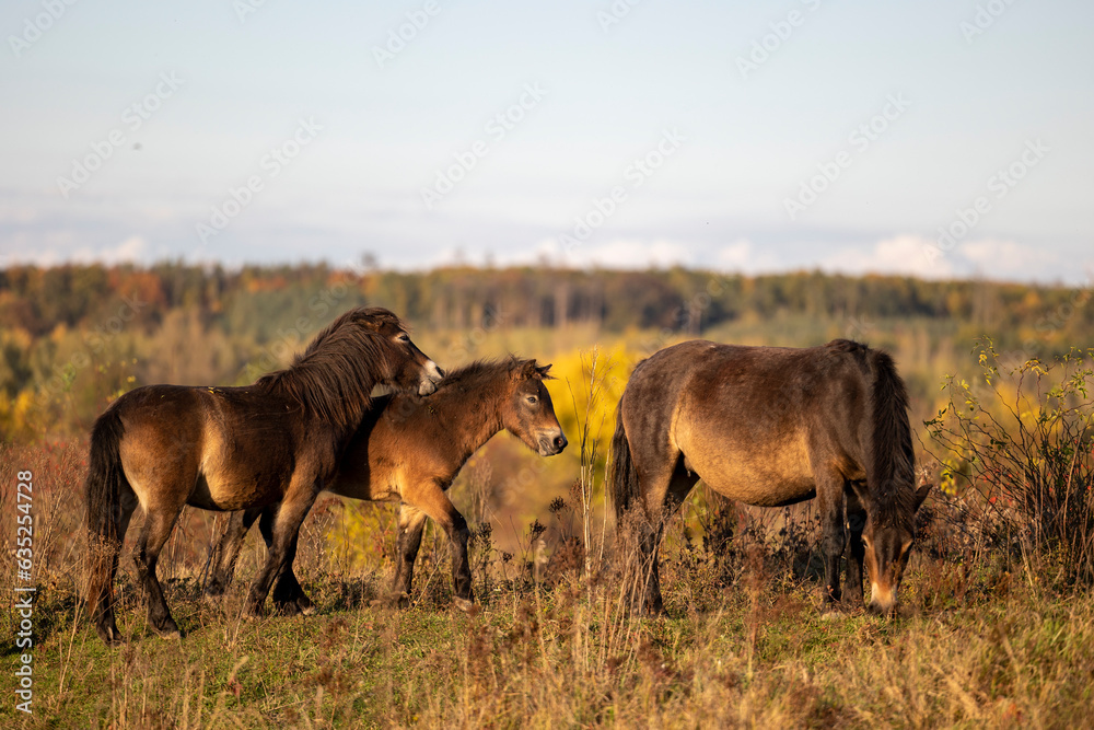 Re-wilding program in Milovice Nature Reserve, Czech republic. Exmoor Pony among vegetation which is believed to be the closest relative of the extinct Central and West European wild horse.