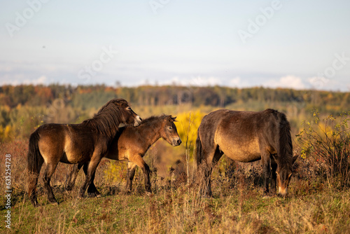 Re-wilding program in Milovice Nature Reserve, Czech republic. Exmoor Pony among vegetation which is believed to be the closest relative of the extinct Central and West European wild horse. © sci