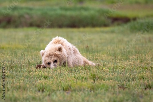 Coastal brown bear cub in field