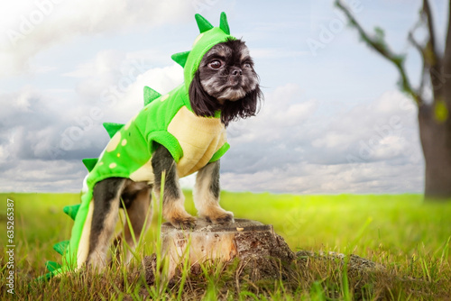 Shih Tzu dog, dressed as a dragon.