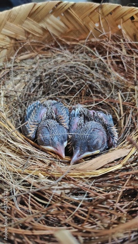 Baby small birds sleeping on the straw nest