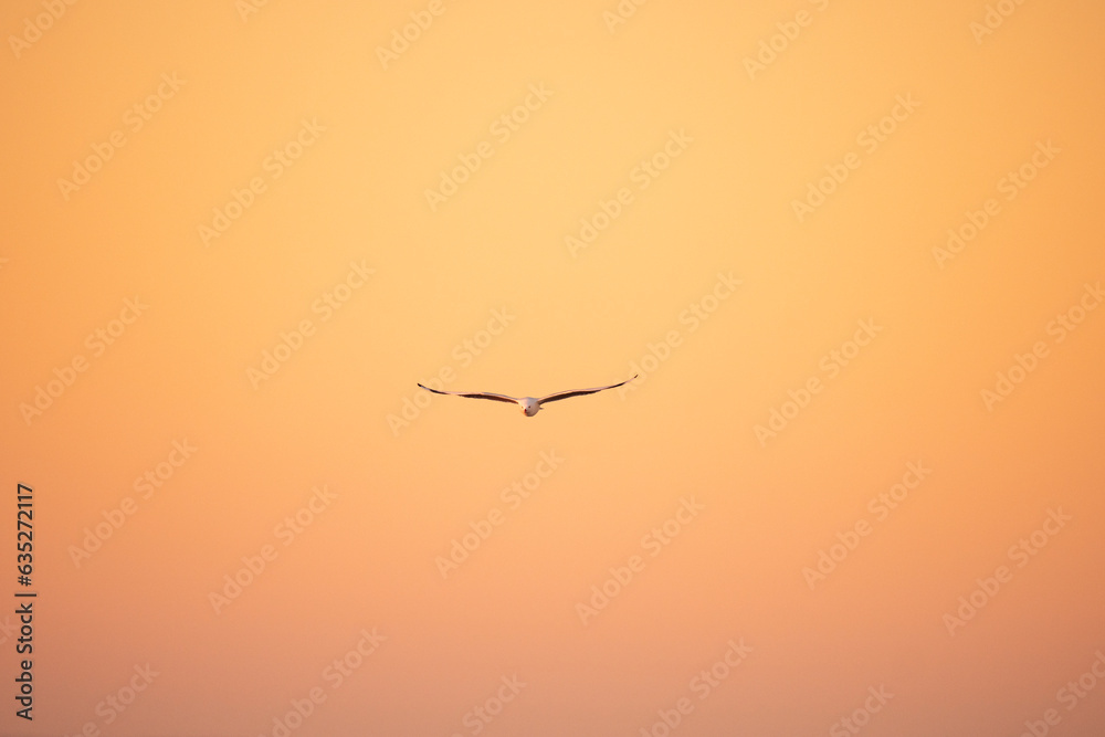 Sunset wings Sunset wings