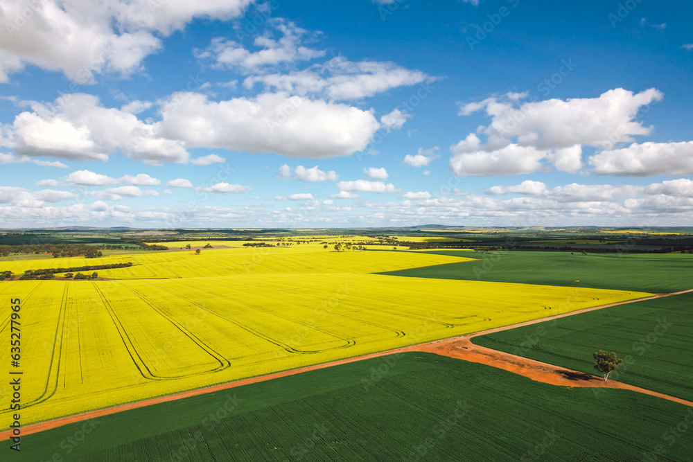 Obraz premium Aerial view of the canola fields in flower near York in Western Australia 