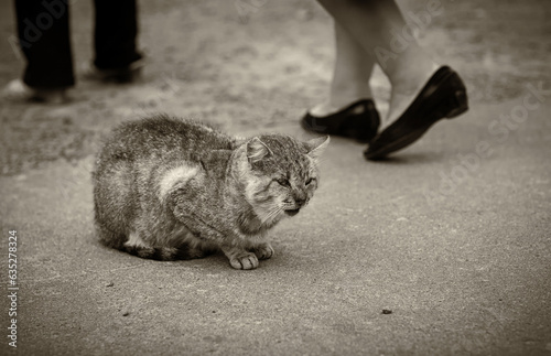 A lonely pathetic stray cat sits on the city square, indifferent passers-by - men and women pass by. photo