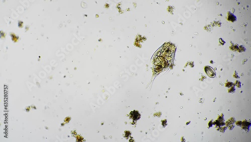 Rotifer and infusoria are moving and eating algae and other microorganism filmed in macro. High magnification of protozoa living in fresh water. Planktons under microscope. Microbiology concept photo