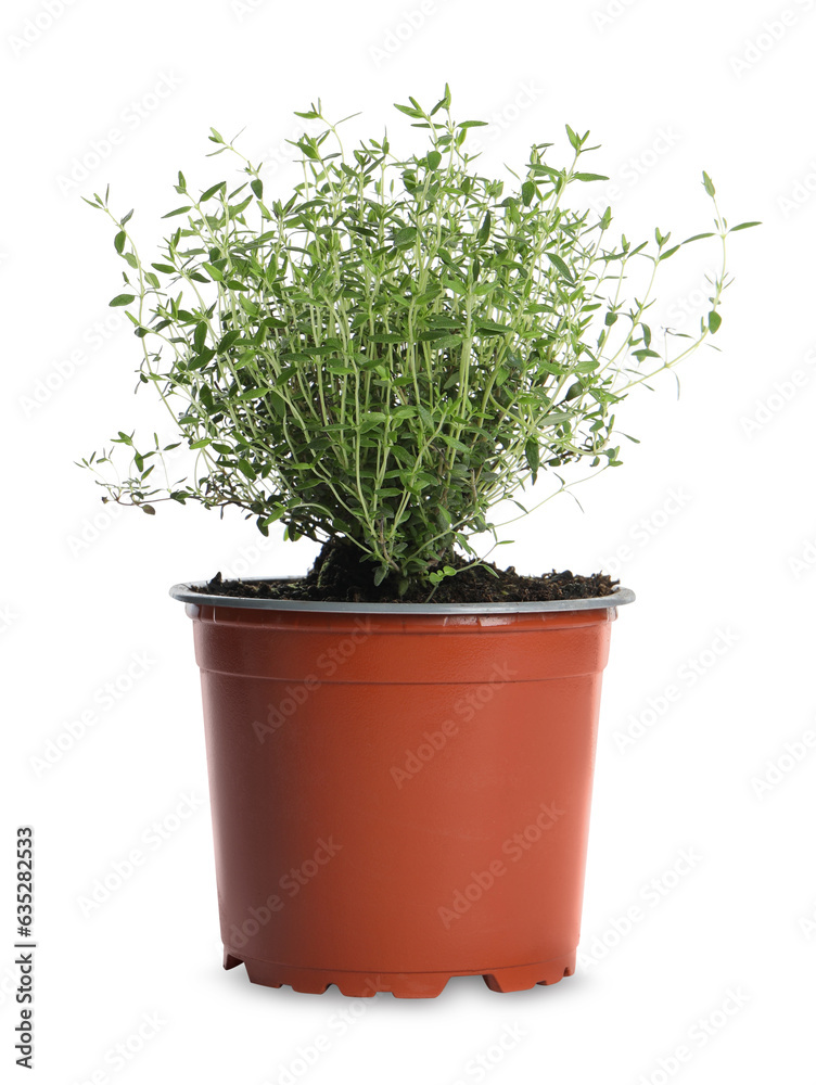 Aromatic green thyme in pot isolated on white Aromatic green thyme in pot isolated on white