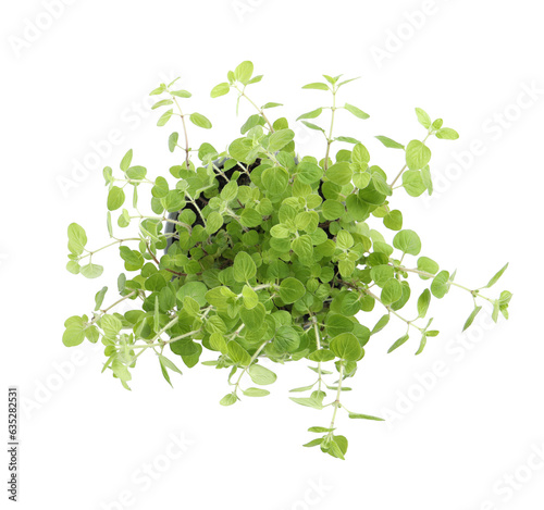 Aromatic green potted oregano isolated on white, top view