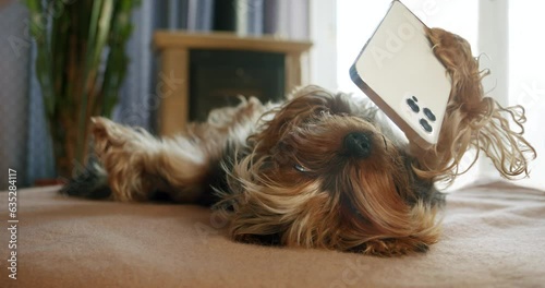 Yorkshire terrier dog with smartphone in paw, lying upside down, watching intersting content on smartphone. Funny dog smartphone concept photo