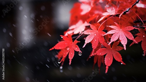 紅葉した葉、赤いカエデ（イロハモミジ）のアップ photo