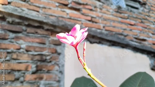 Pink frangipani flower blown by the wind in the garden with brick stone on the background