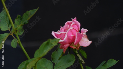 defocused image of beautiful pink rose blossom , close up blurred image of beautiful pink roses blooming isolated on a black background, out of focus 