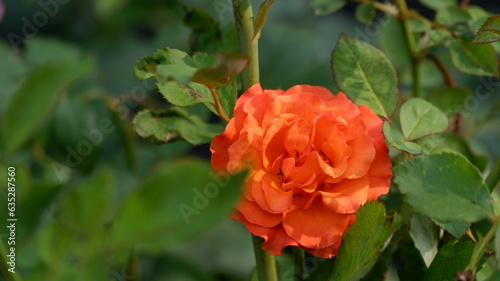 beautiful orange rose blossom , close up image of beautiful orange roses blooming isolated on a nature green background