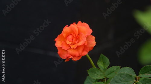 beautiful orange rose blossom , close up image of beautiful orange roses blooming isolated on a nature green background