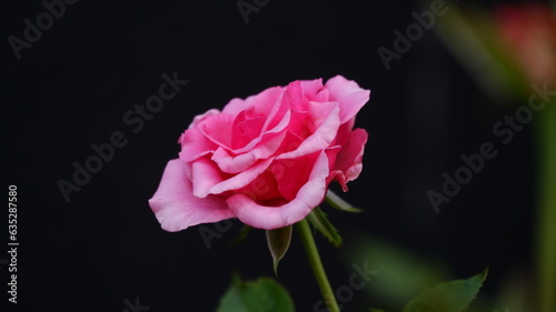 beautiful pink rose blossom , close up image of beautiful pink roses blooming isolated on a black background