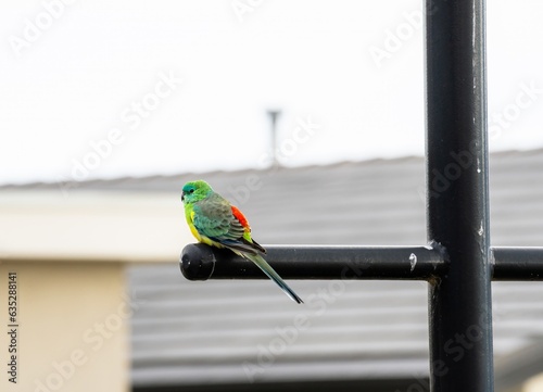 Red Rumped Parrot Photo Taken With Telephoto Lens