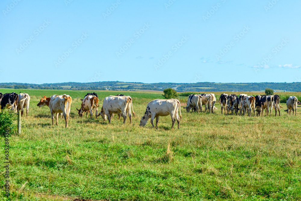 Hereford cows with white and red bodies, large ears, and a red rusty