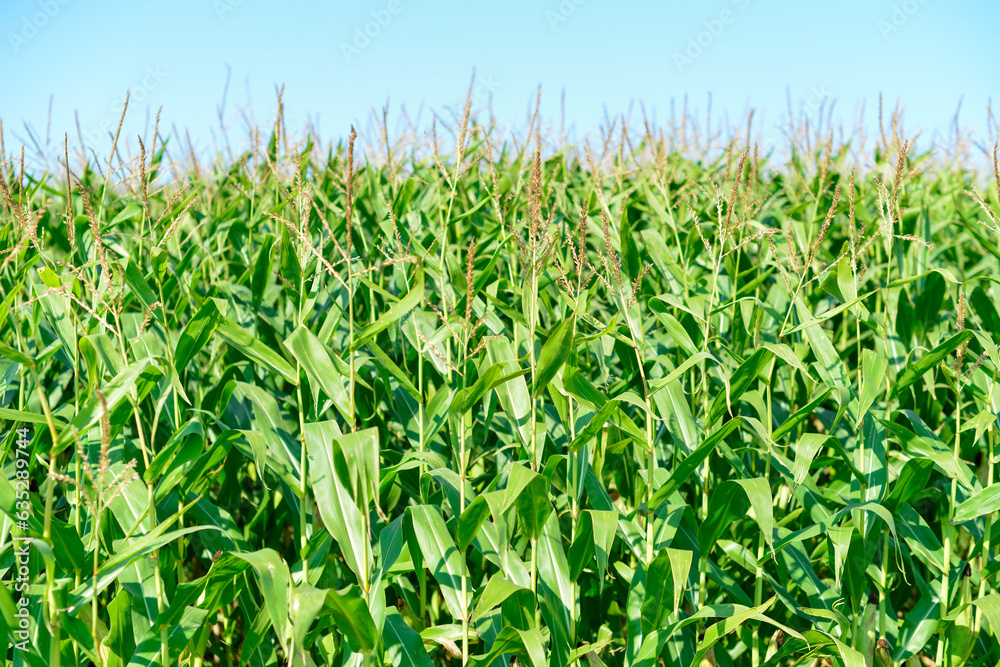 Tall green stalks of organic corn growing in a corn maze field. The tall healthy vegetable has long thick stems, and vibrant green leaves and is bunched together as it grows. The corn is in its husk. Tall green stalks of organic corn growing in a corn maze field. The tall healthy vegetable has long thick stems, and vibrant green leaves and is bunched together as it grows. The corn is in its husk.