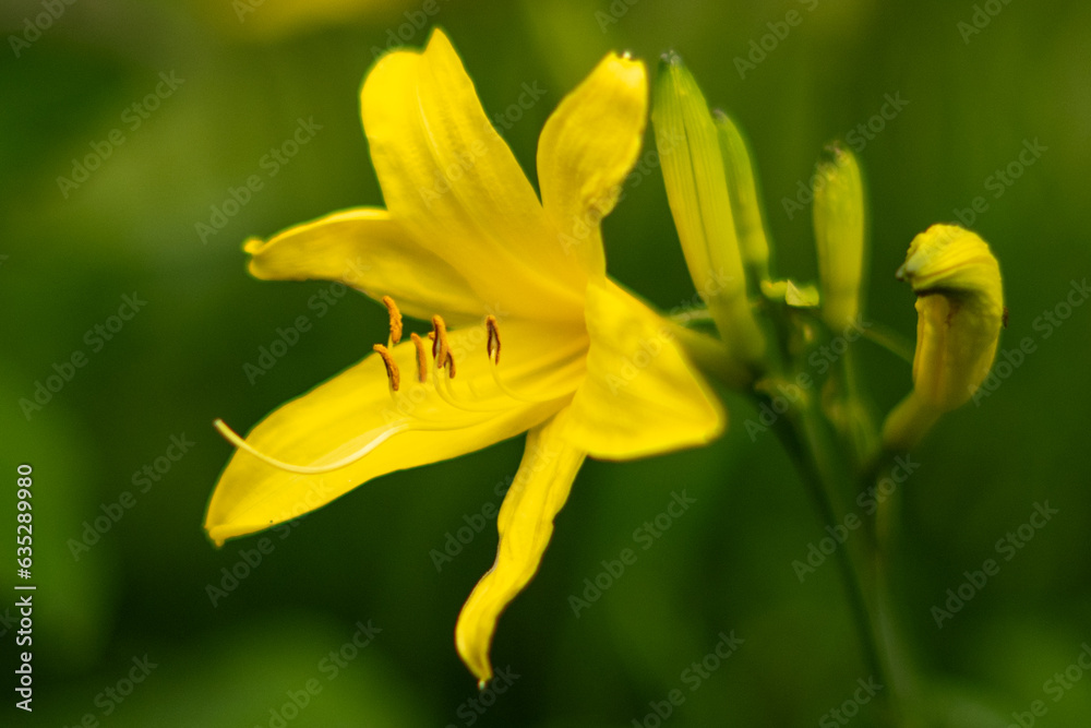 Fototapeta premium A large colorful yellow daylily flower blooming with multiple buds. The growing trumpet-shaped lily has a waxy sheen on its arch or curved petals. The foliage stem is dark green and tall. 