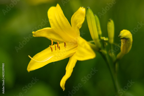A large colorful yellow daylily flower blooming with multiple buds. The growing trumpet-shaped lily has a waxy sheen on its arch or curved petals. The foliage stem is dark green and tall. 