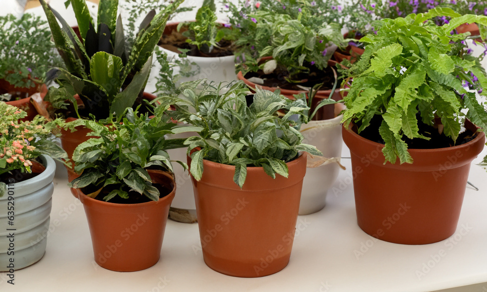 Various plants in pots. Various plants in pots.