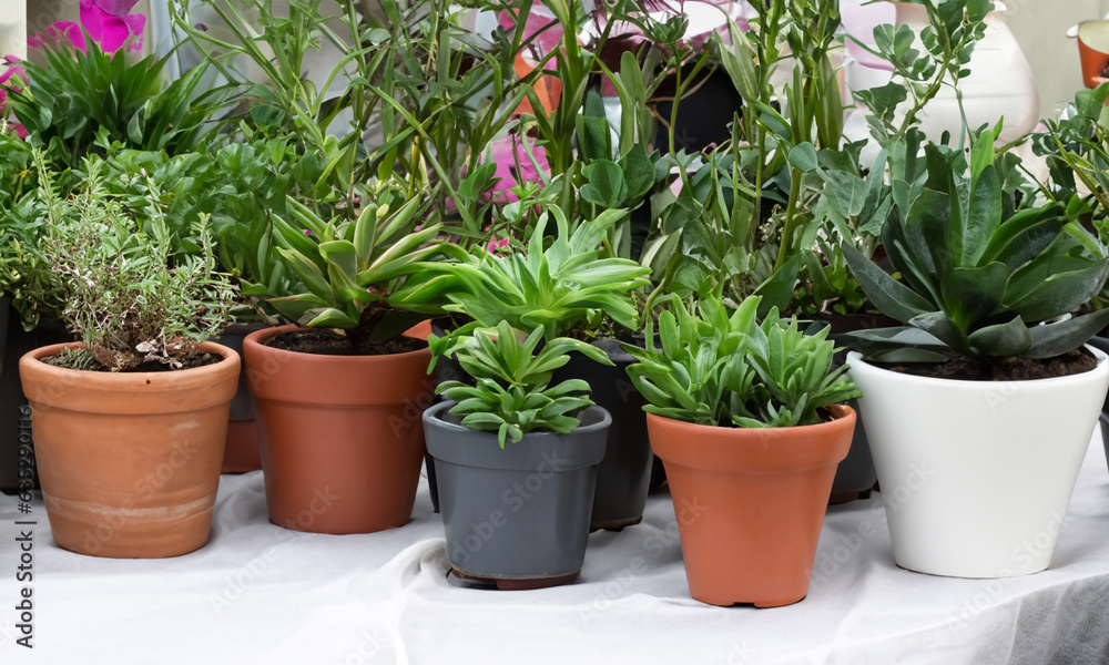 Various plants in pots.