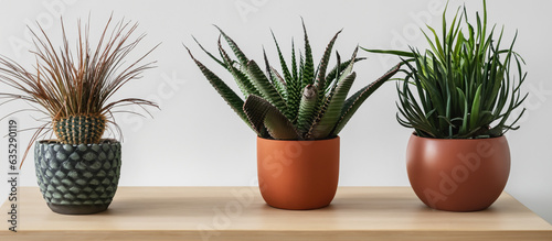 Various plants in pots.