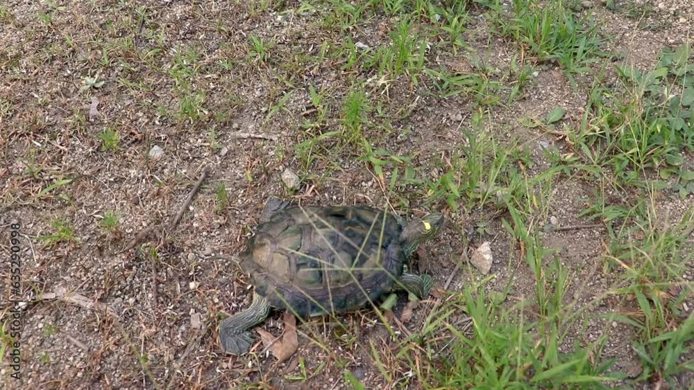 地面の上を動き回るカメ 地面の上を動き回るカメ