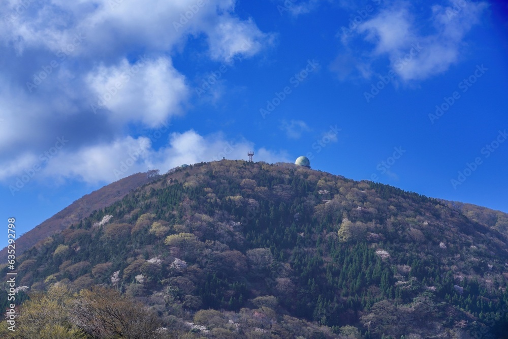 青空バックに見上げる満開の山桜と新緑のコラボ情景 青空バックに見上げる満開の山桜と新緑のコラボ情景